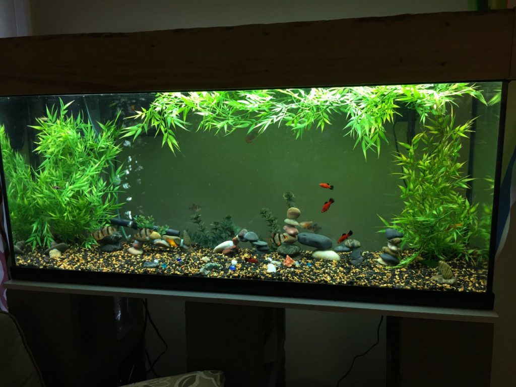 55_gallon_aquarium