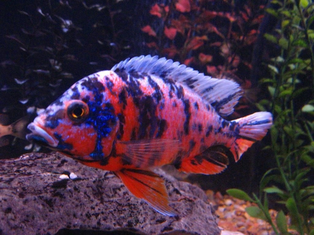 african-cichlid-peacock