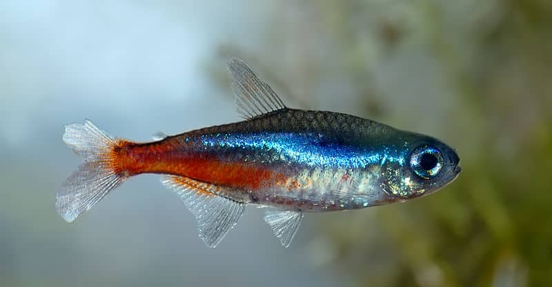 facts- about- betta- fish